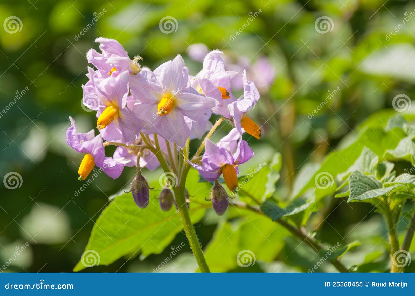 Purple Colored Flowers at a Potato Plant Stock Image Image of blossom
