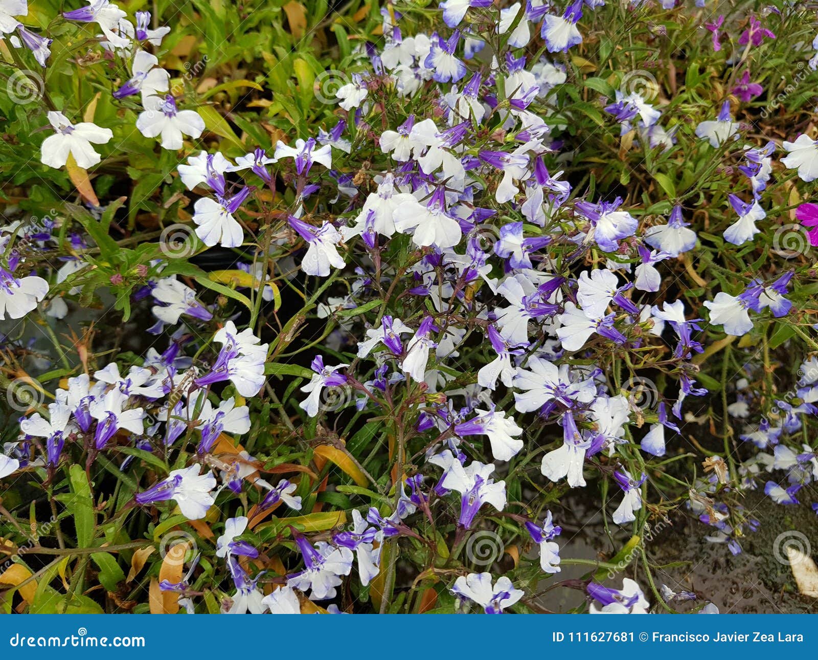 Purple Colored Mosquito Flowers with White Stock Image - Image of ...