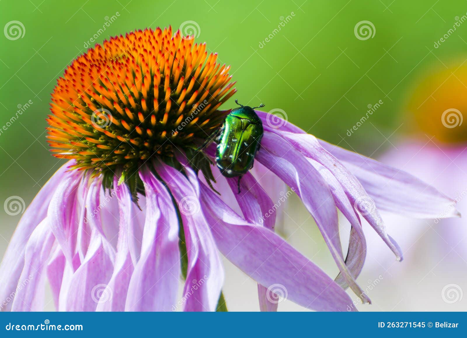 purple coneflower and european rose chafe beetle