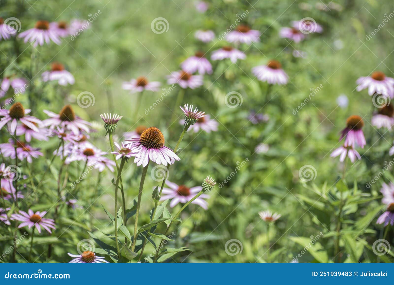 Purple Coneflowers, Echinacea Stock Image Image of colorful, flower