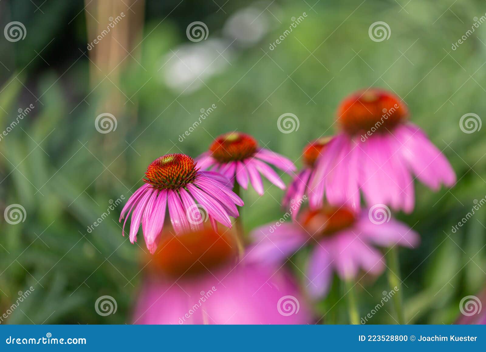 Purple Coneflowers Echinacea in Full Bloom Stock Photo Image of