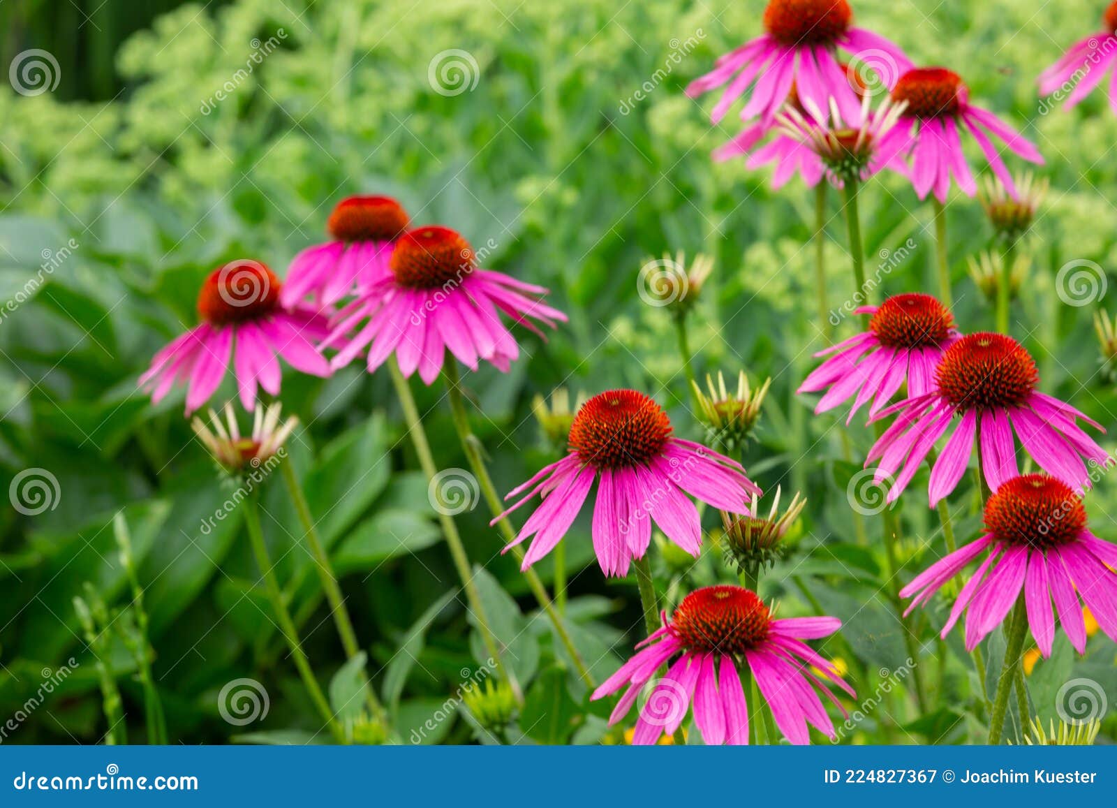 Purple Coneflowers Echinacea in Full Bloom Stock Image Image of bloom