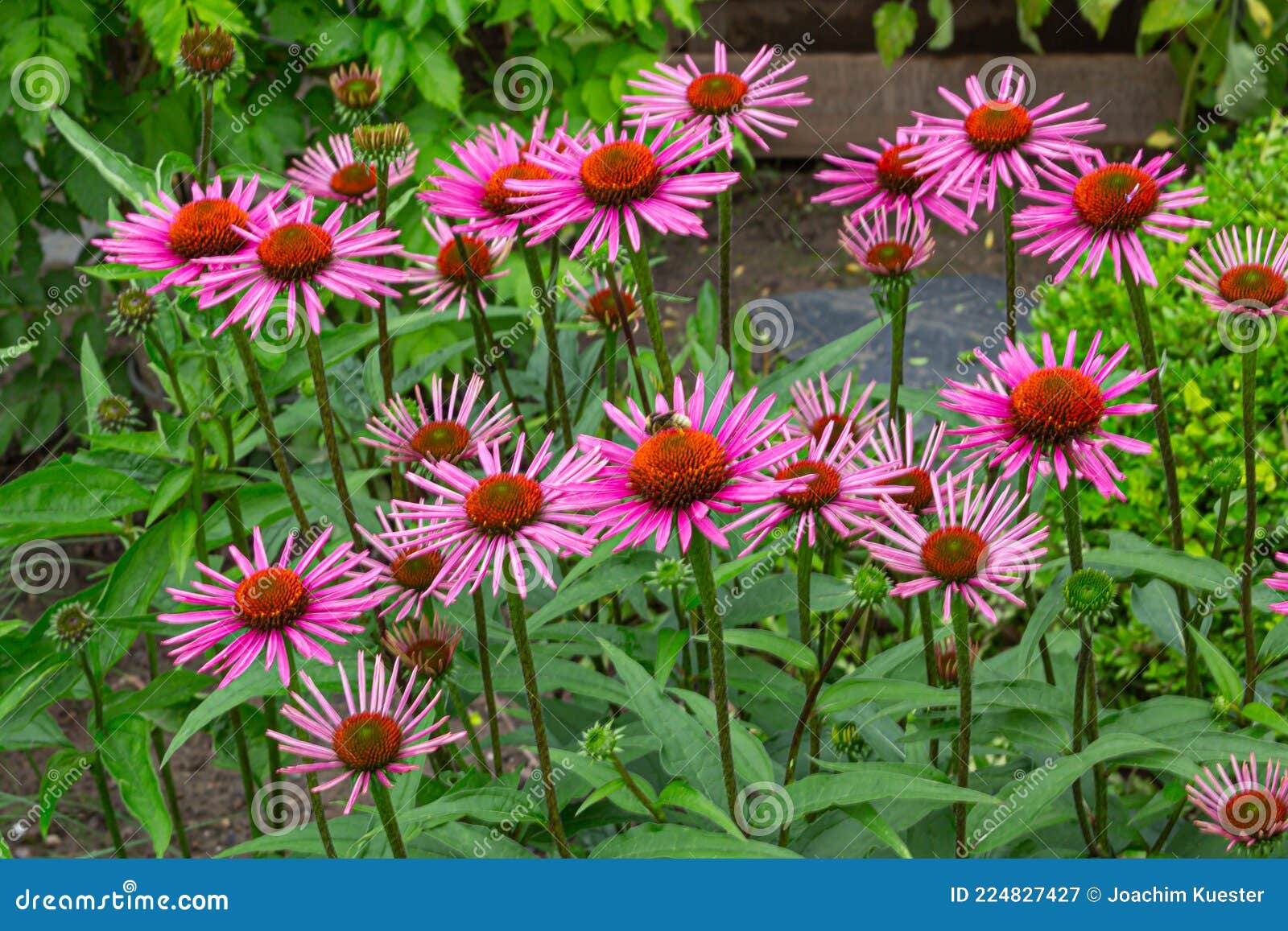 Purple Coneflowers Echinacea in Full Bloom Stock Image Image of