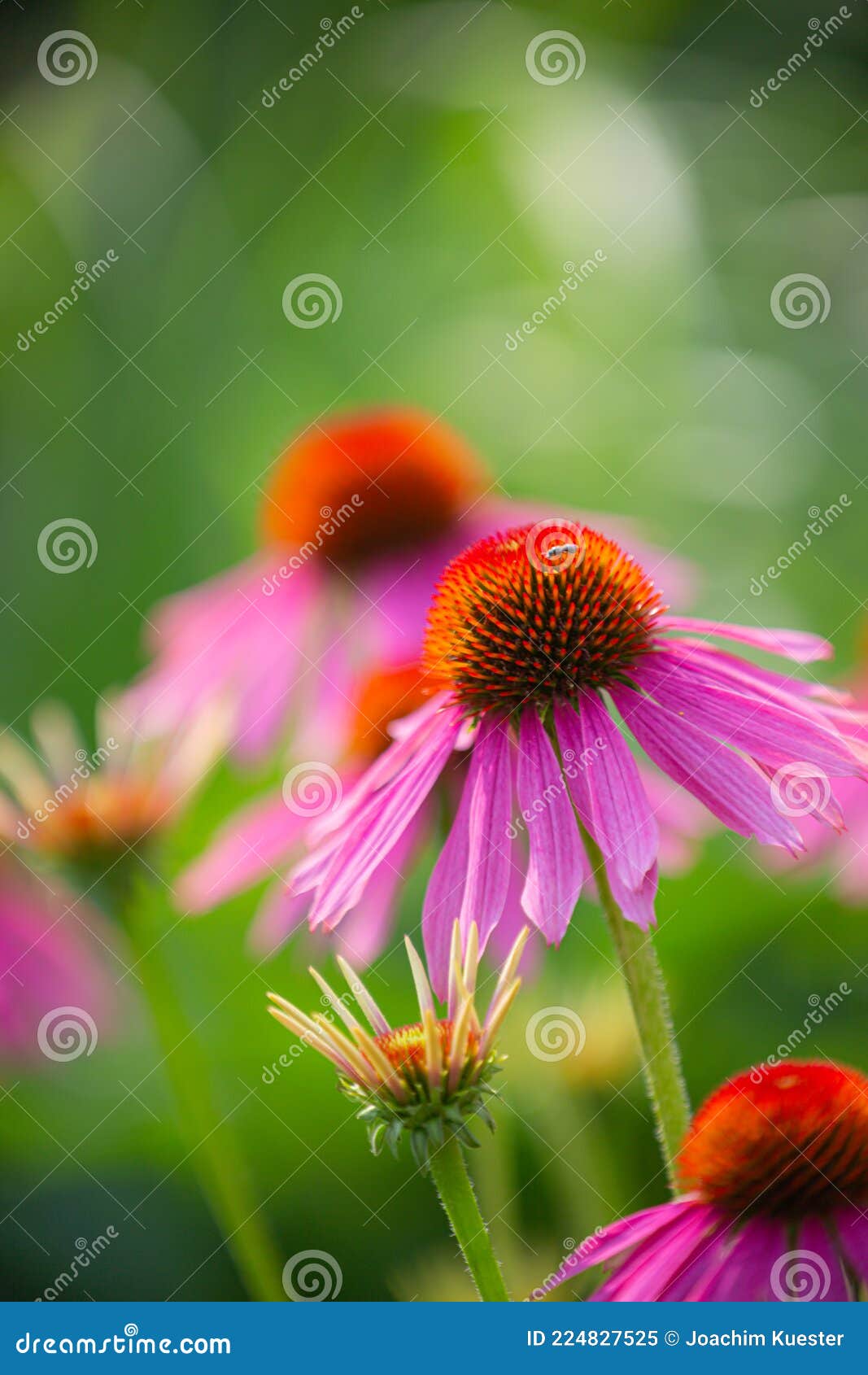 Purple Coneflowers Echinacea in Full Bloom Stock Image Image of leaf