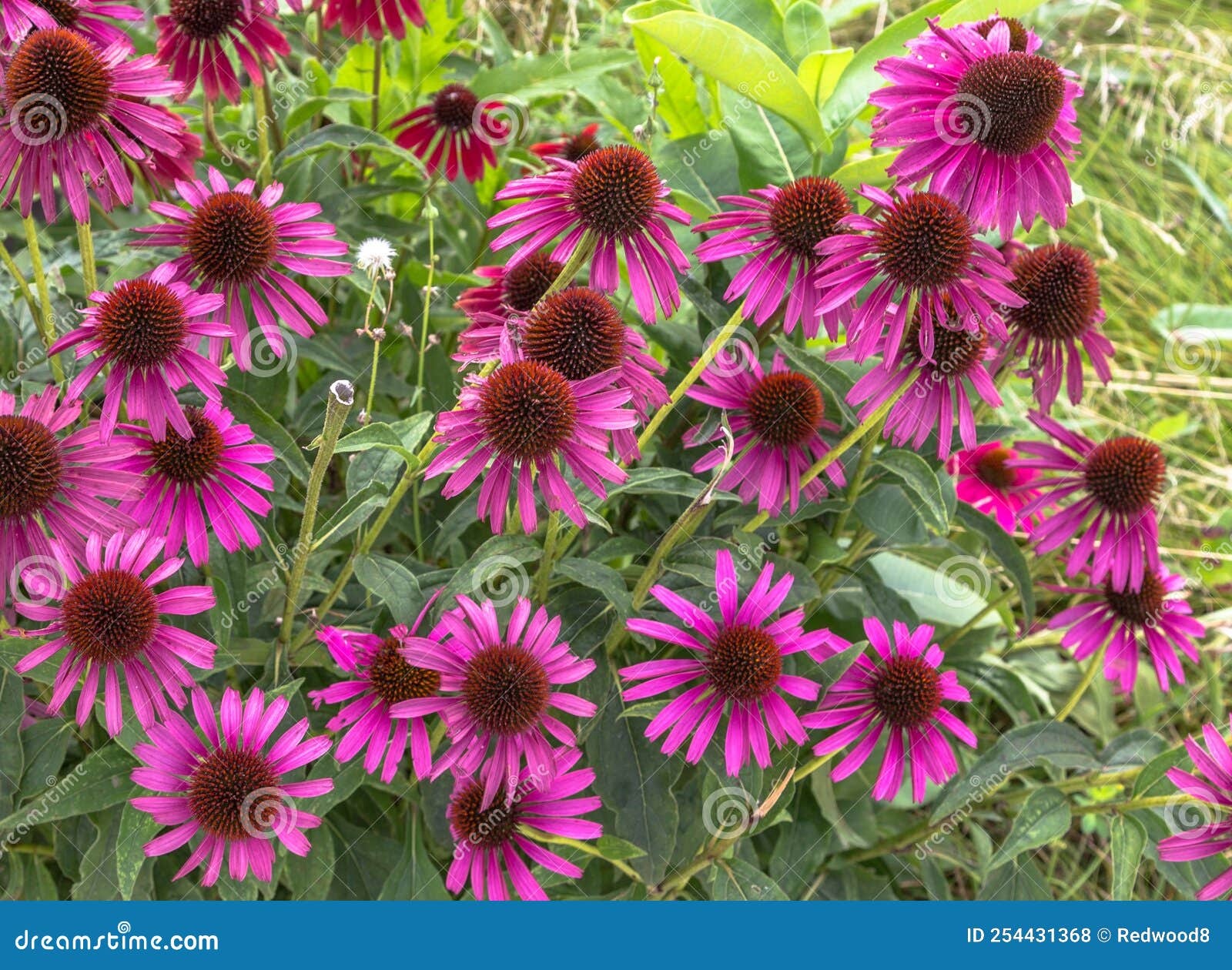 Purple Coneflowers Stock Photo Image Of Graden Cultivated 254431368 Purple Coneflowers Wildflower Grown As Perennial Attractive Heirloom Flowers Have Been Used Flower 254431368