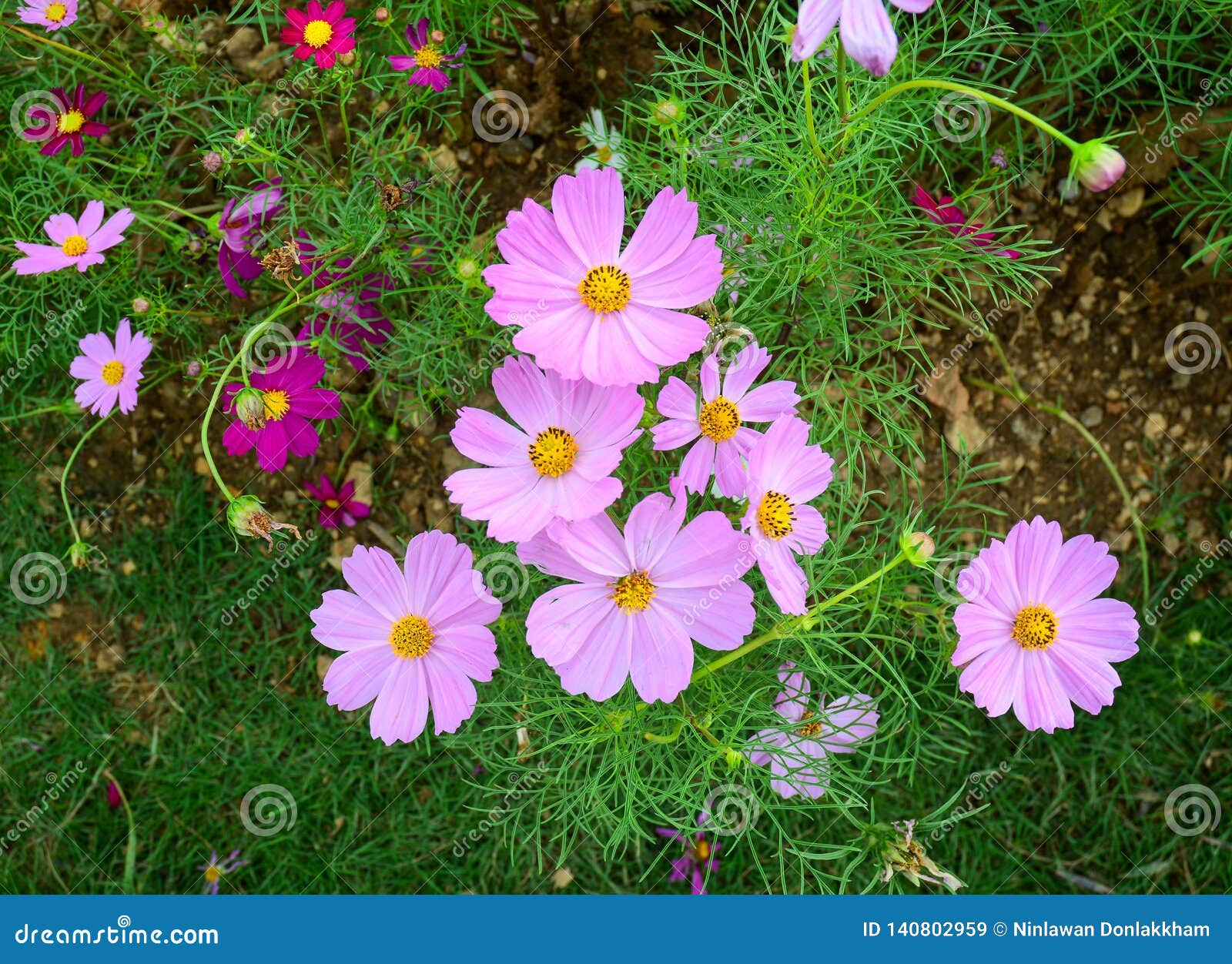 Purple Cosmos Flower Blooming At Garden Stock Image Image Of Golden Floral 140802959