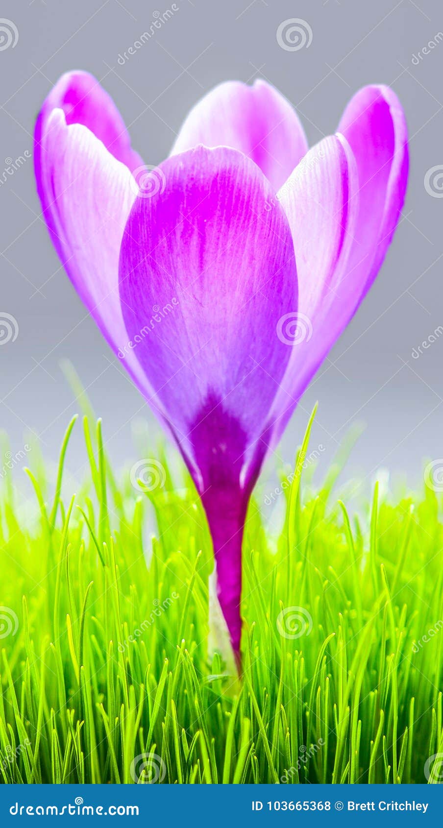 Purple Crocus Flower Background Wallpaper Stock Photo - Image of macro,  vibract: 103665368