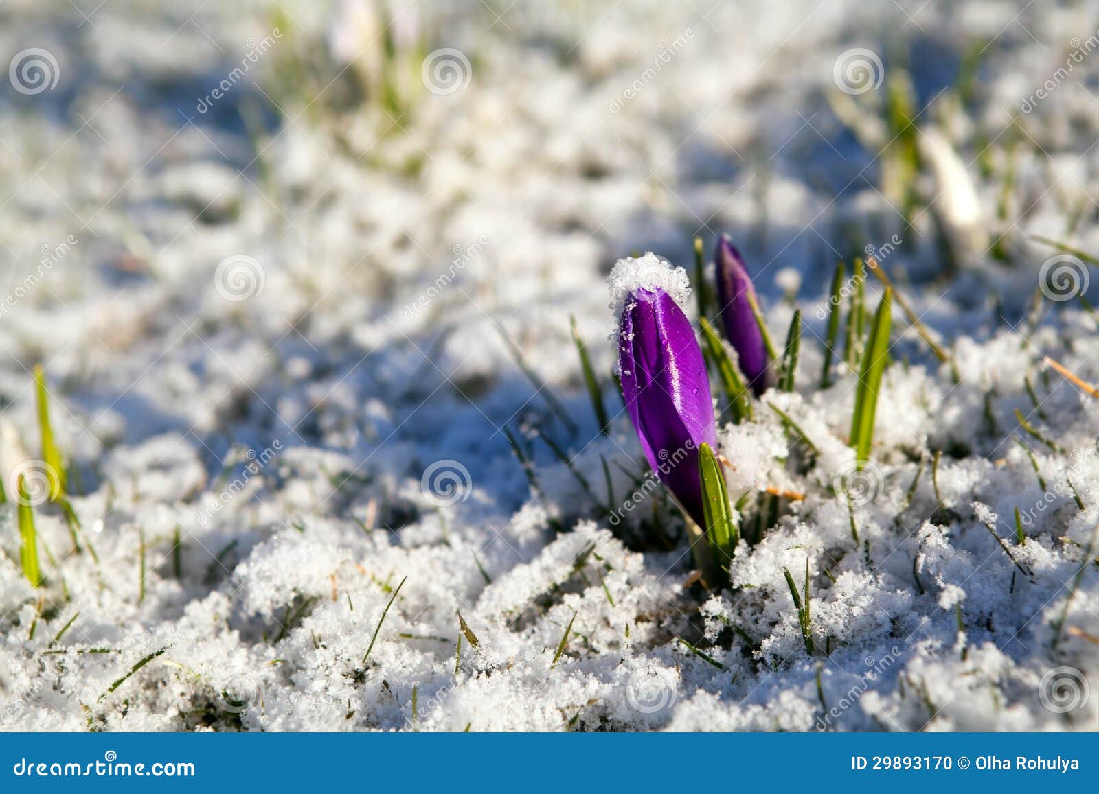 crocus flower in snow during early spring