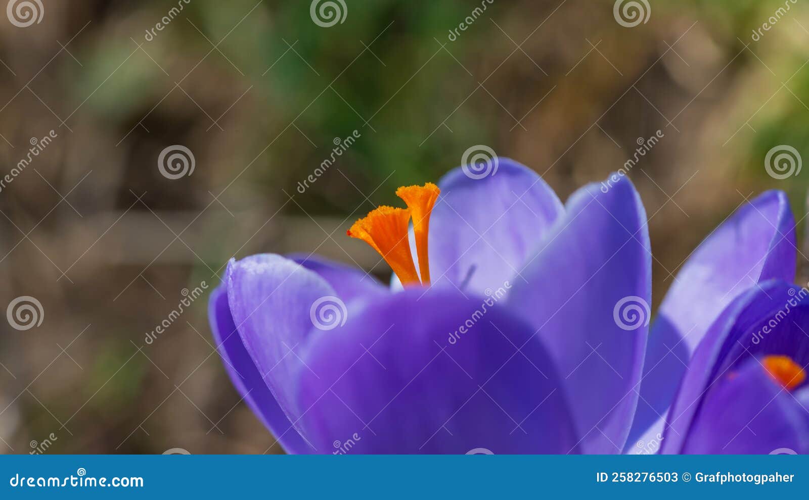 Purple Crocus Flowers, Closeup Stock Image Image of growth
