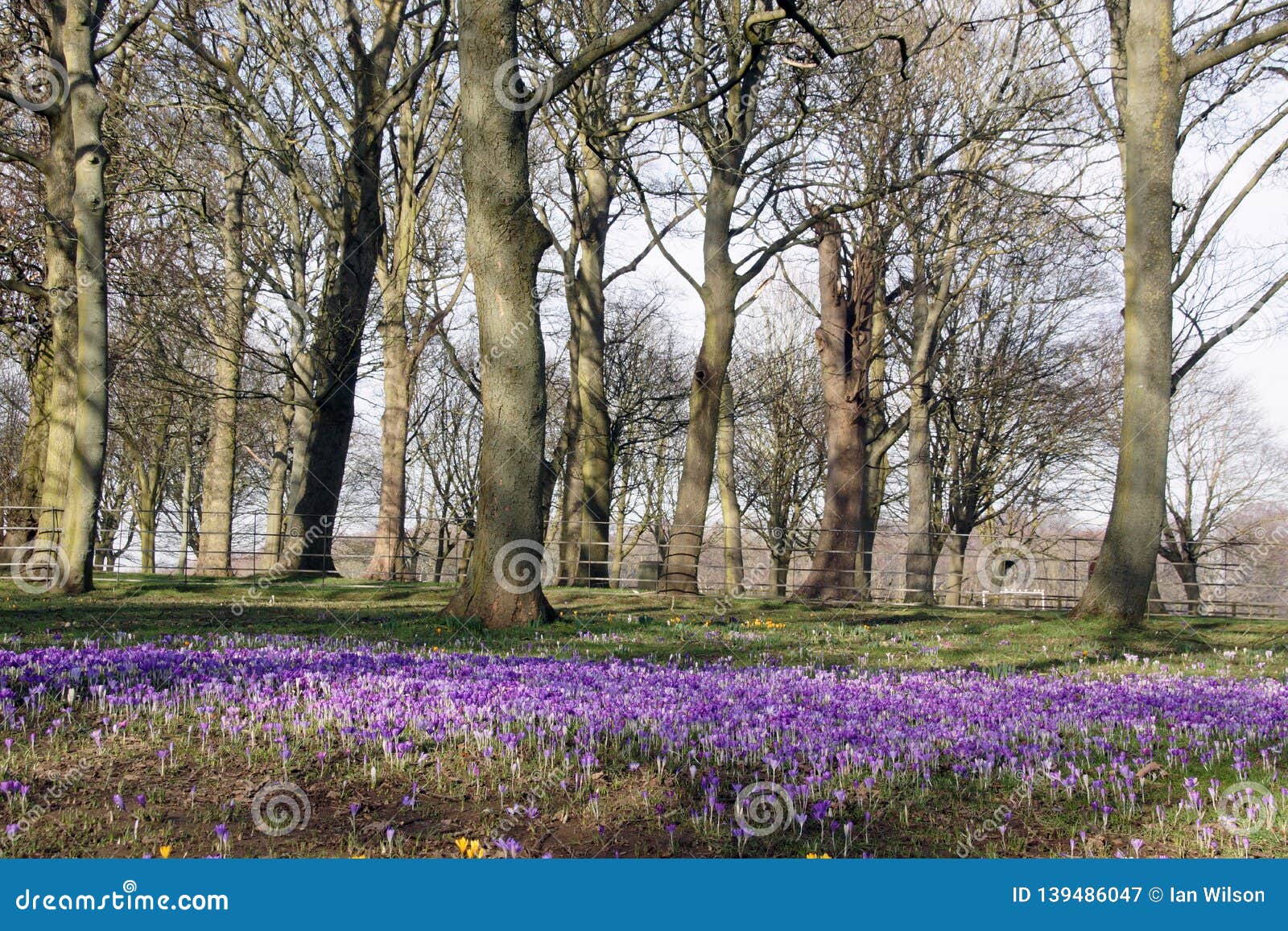 purple crocuses in a public park