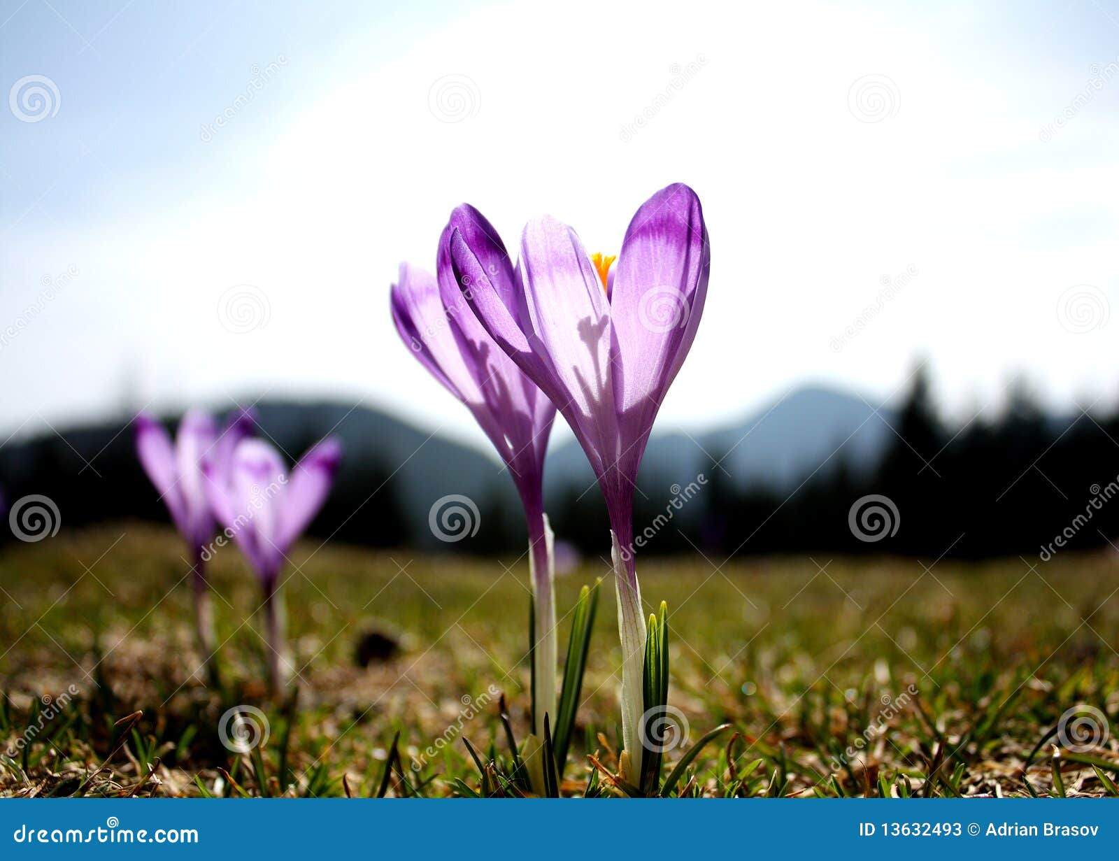 purple crocuses - flowers