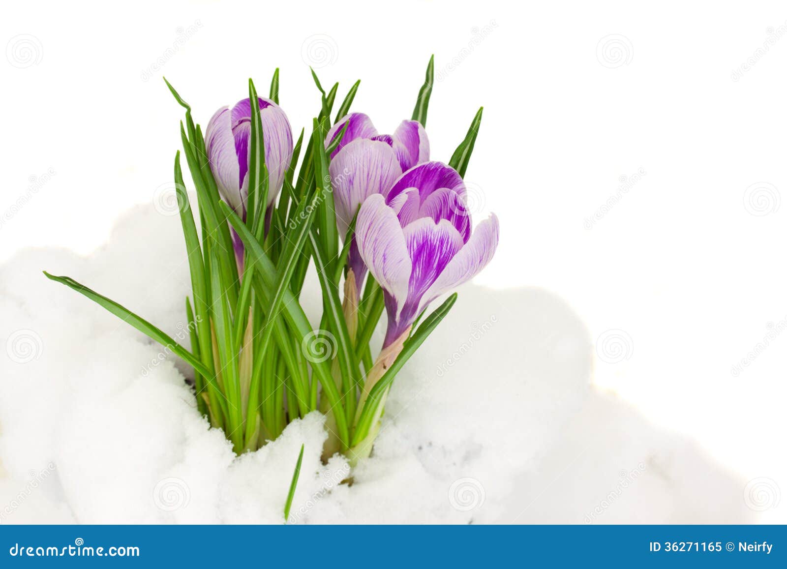 Purple Crocuses In Snow Stock Image Image Of Color Flowers