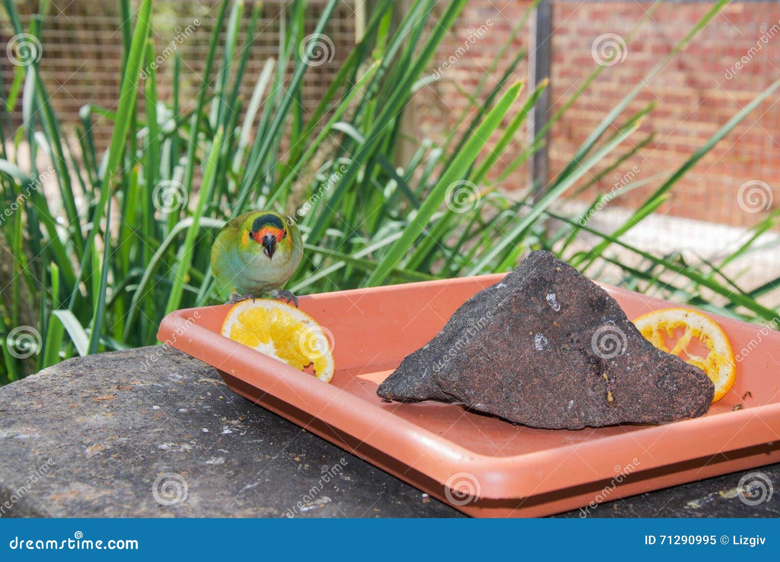 purple crowned lorikeet snack time