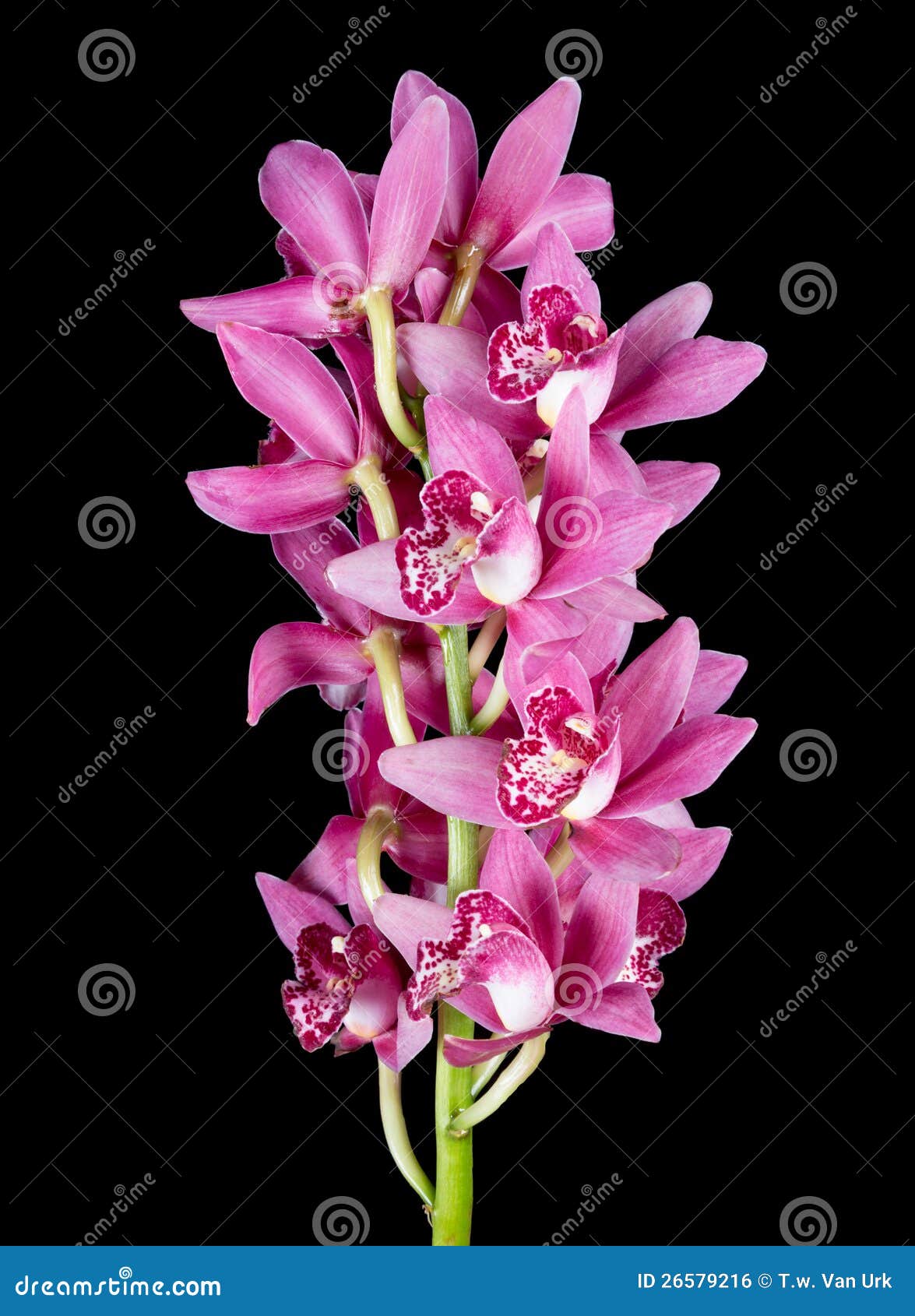 Purple Cymbidium Isolated on Black Stock Photo - Image of grow, closeup