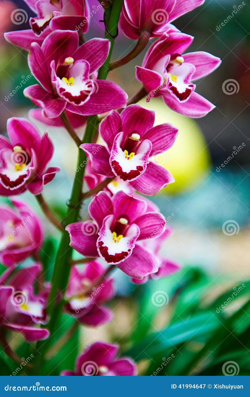 Purple cymbidium stock image. Image of close, orchid - 41994647