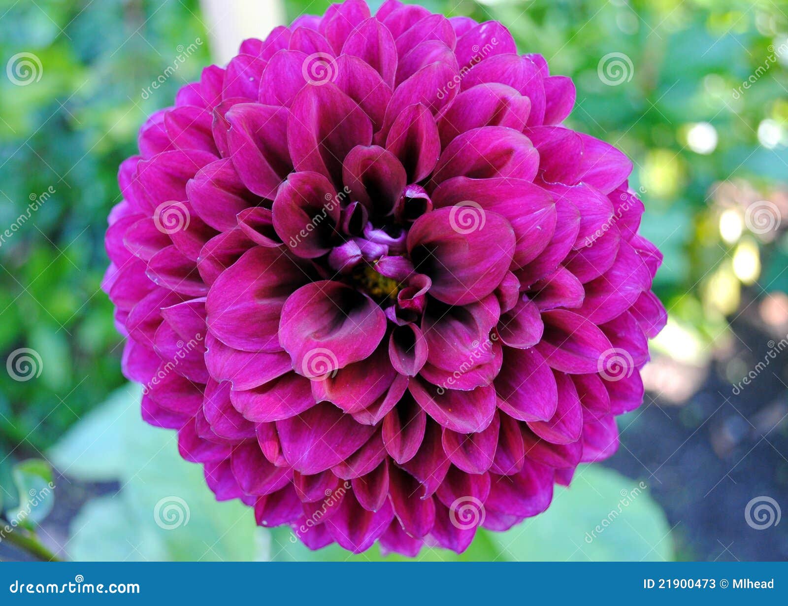 Purple Dahlia stock image. Image of nature, plants, beauty - 21900473