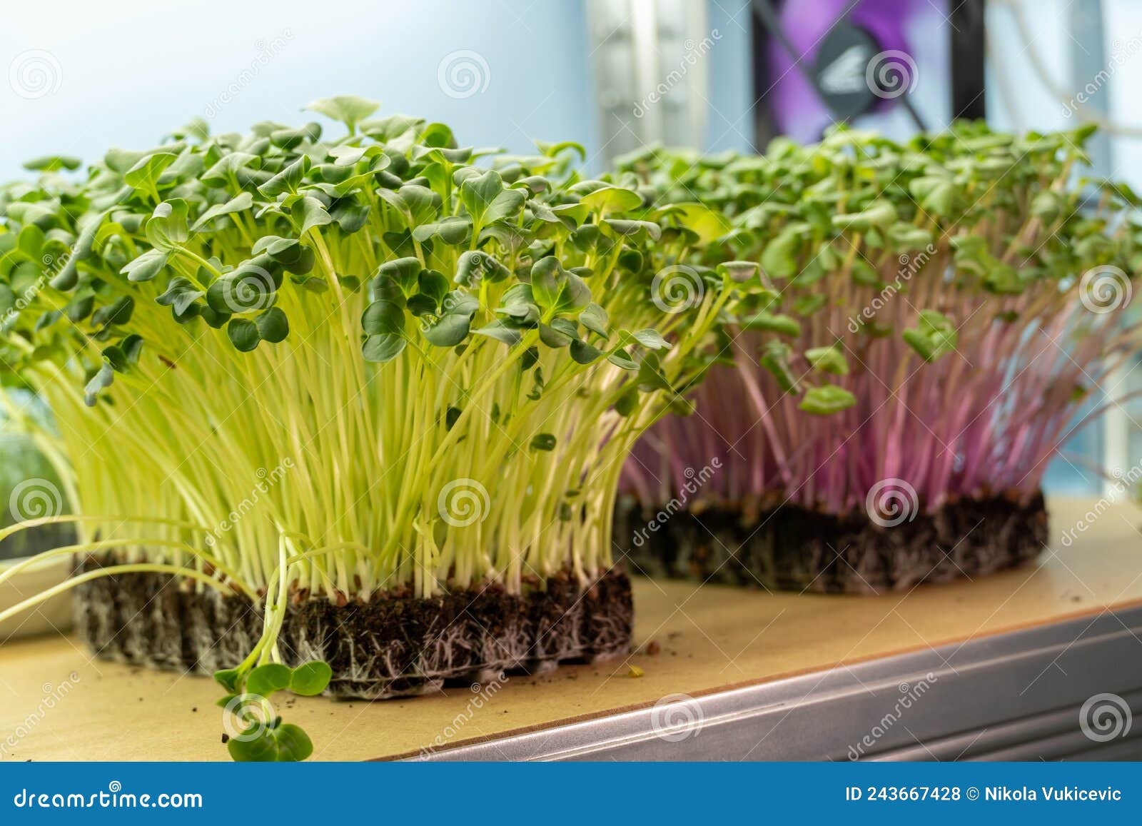 Purple and Daikon Radish on Organic Soil. Radish Microgreens Stock