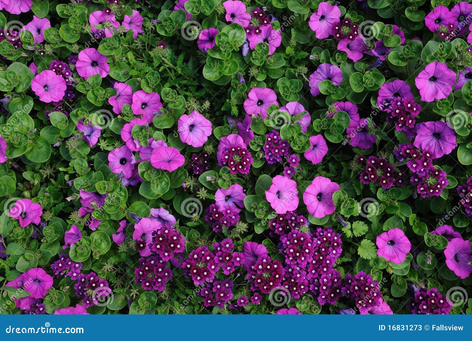 Red Painted Daisies Flowers, Latin Name Tanacetum Coccineum Or