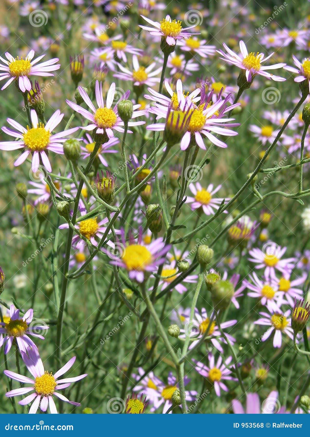 Purple daisies stock photo. Image of bloom, bunch, romantic 953568