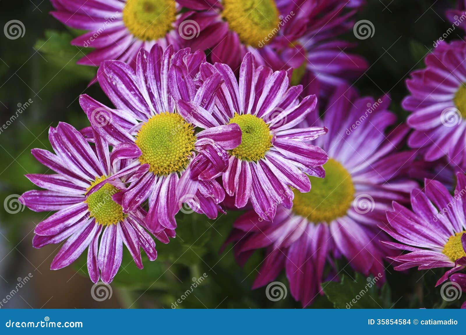 Purple daisies stock photo. Image of bouquet, plant, purple 35854584