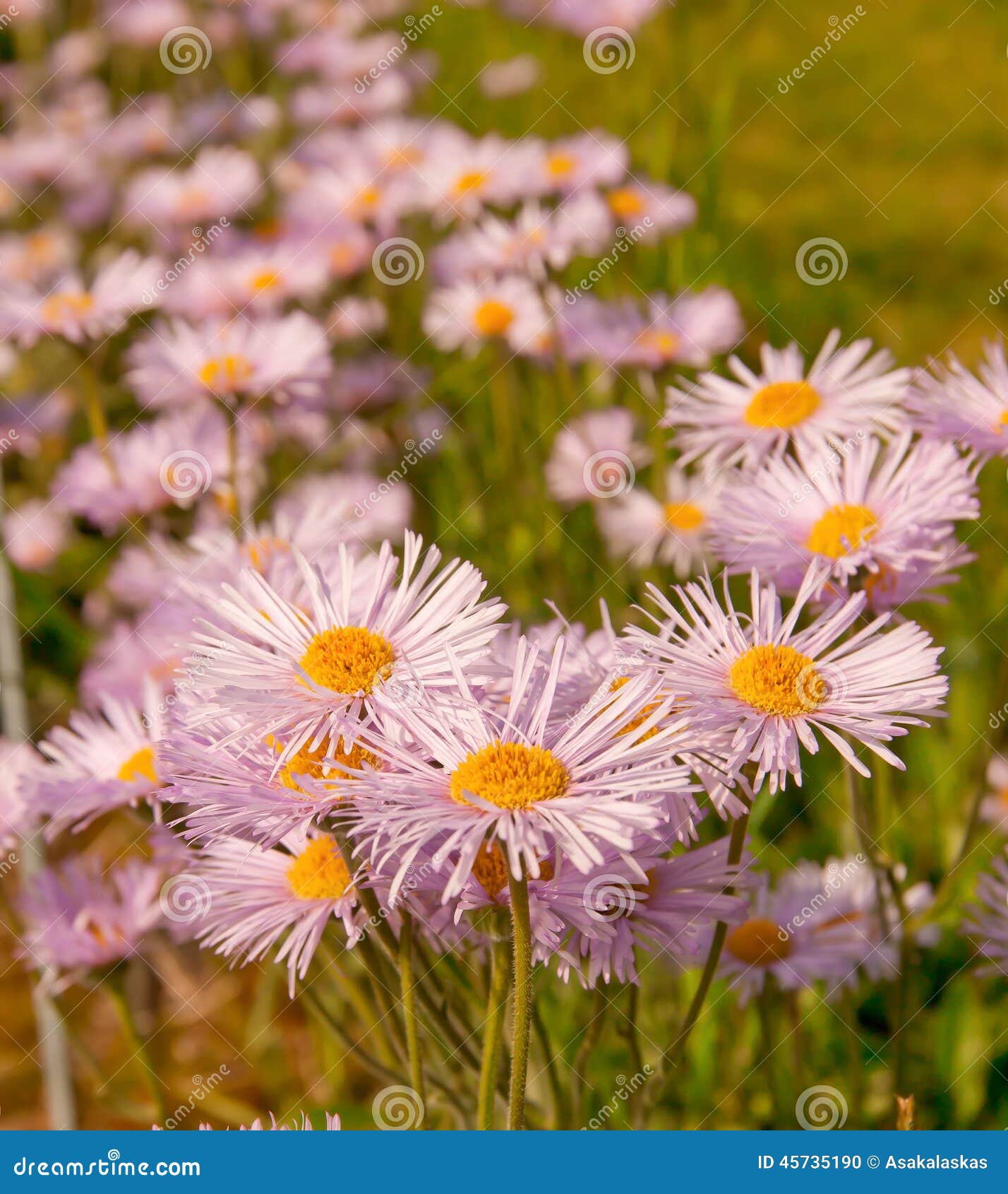 Purple daisies in field stock photo. Image of pretty 45735190