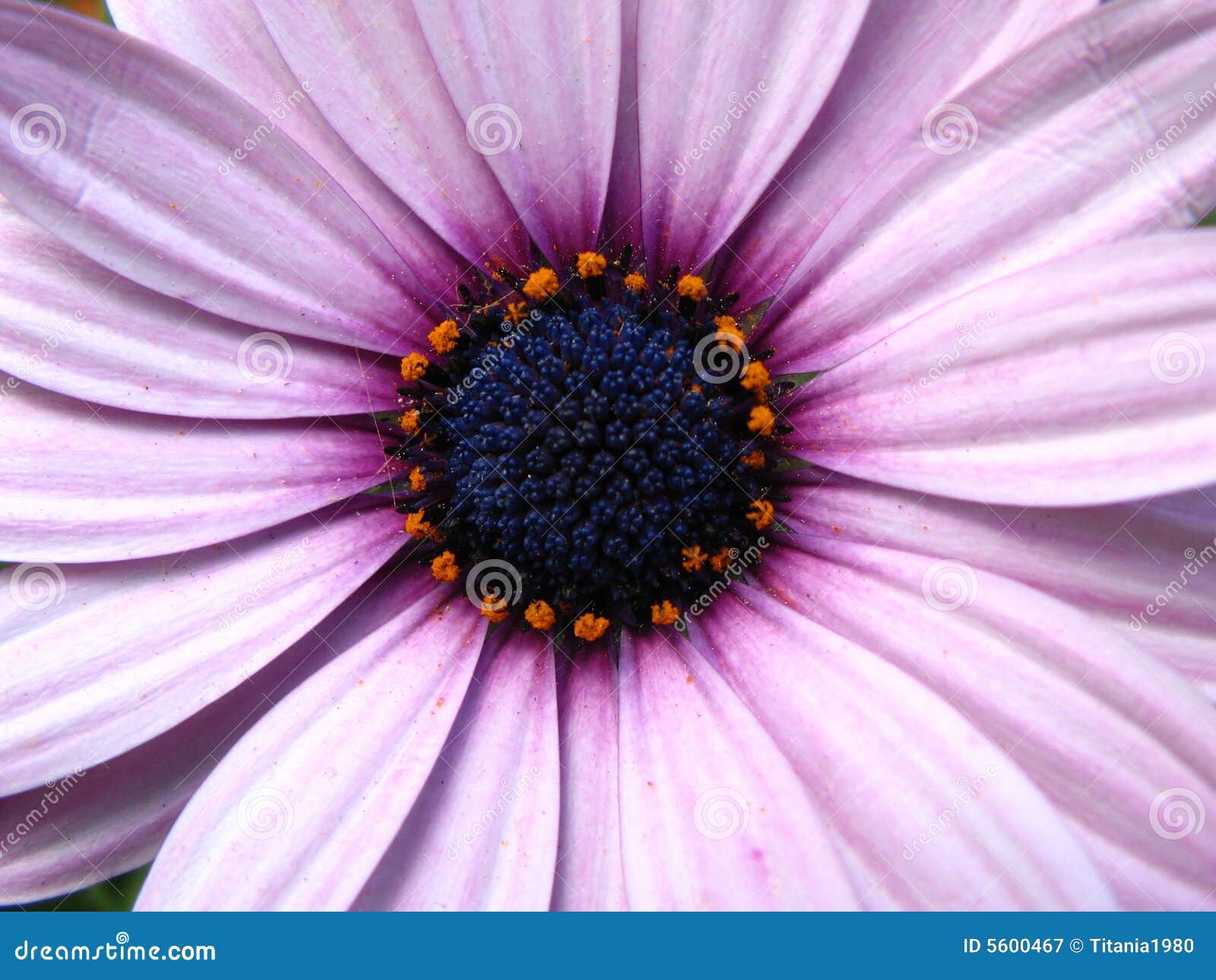 Purple Daisy Flower in Bloom Stock Image Image of daisy, bright 5600467