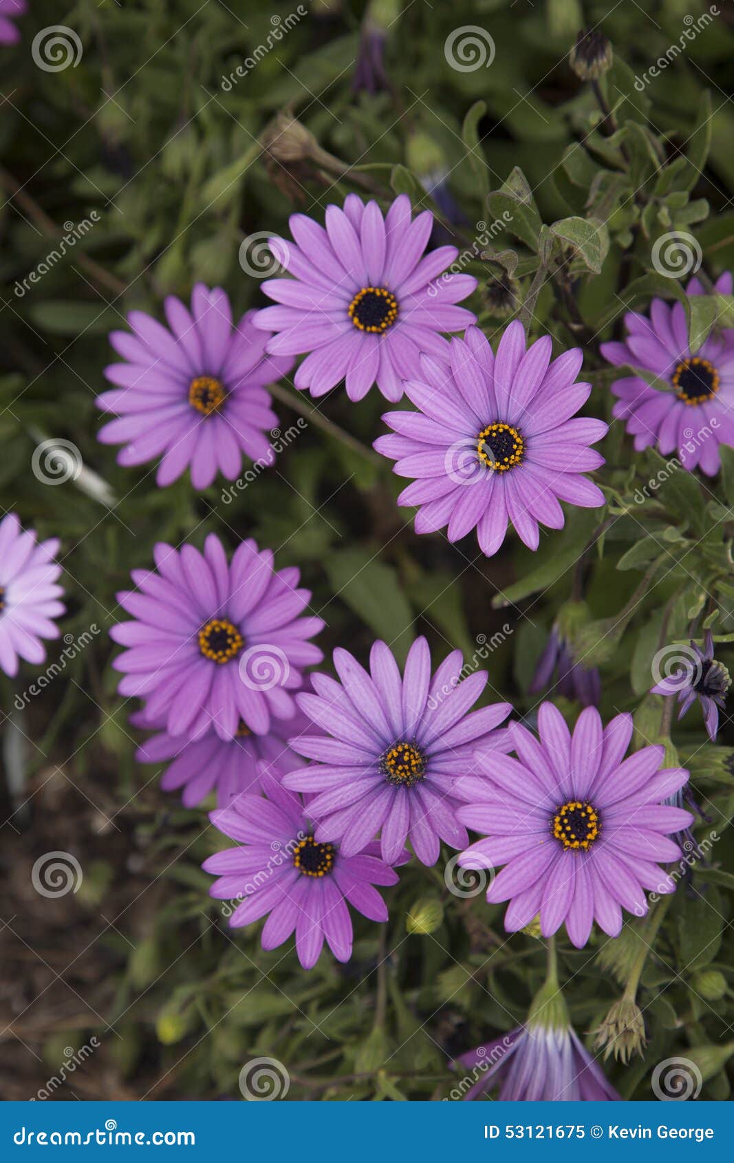 Purple Daisy Flower stock image. Image of daisy, purple 53121675