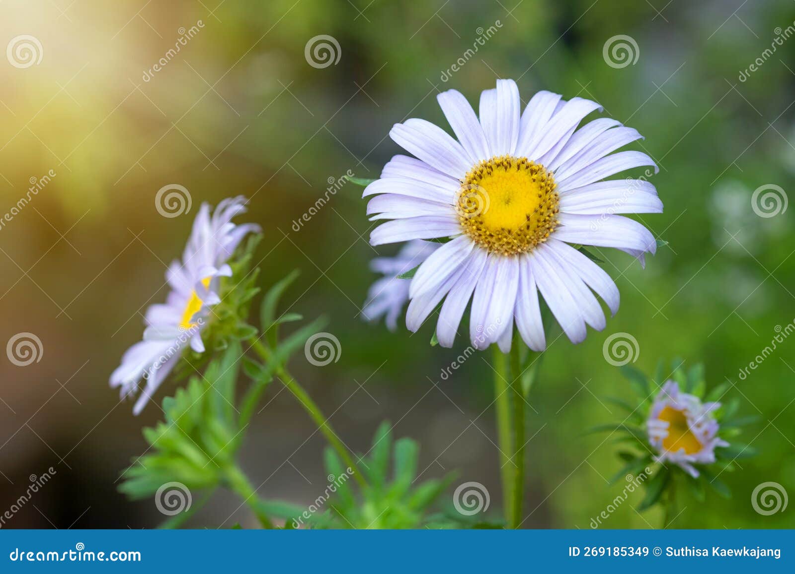 Purple Daisy in the Garden and Sunlight in the Morning Stock Image