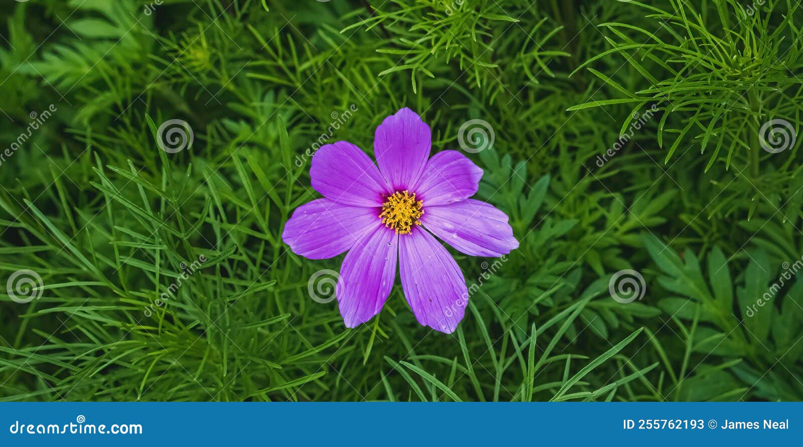 Purple daisy in the garden stock image. Image of condition 255762193