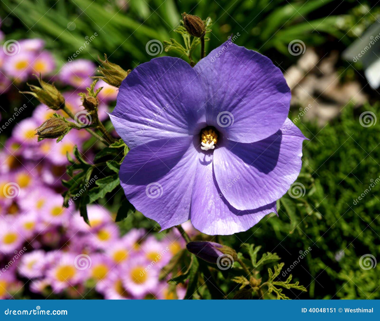 Purple Delight Lilac Hibiscus, Alyogyne Huegelii 'Monle' Stock Photo