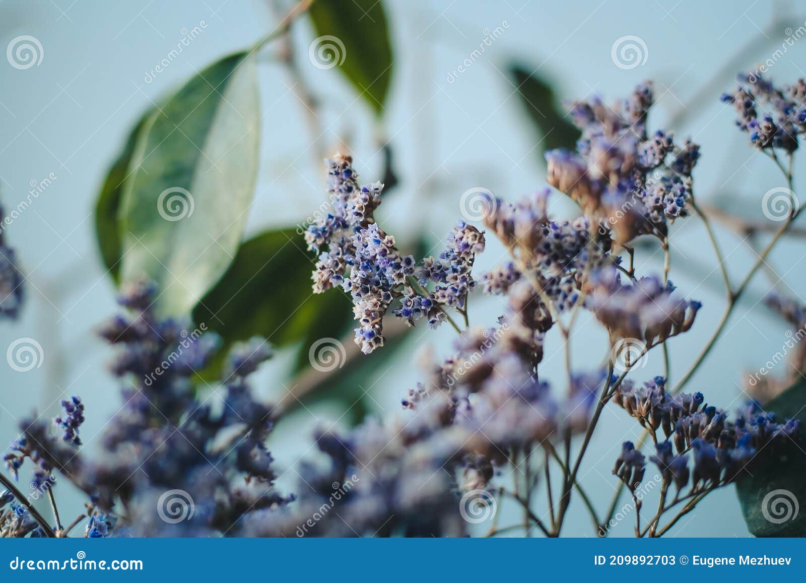 purple dried flowers in the wind