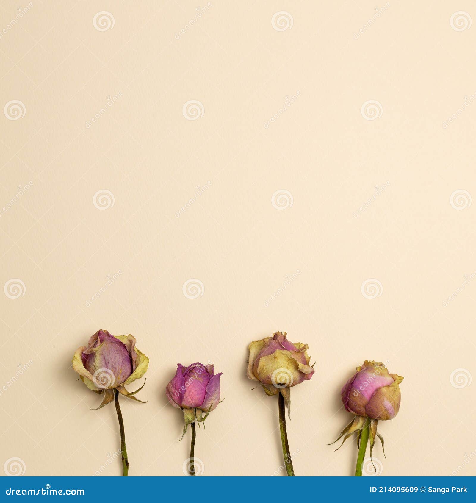 Purple Dry Rose Flowers on Beige Background Stock Image - Image of ...