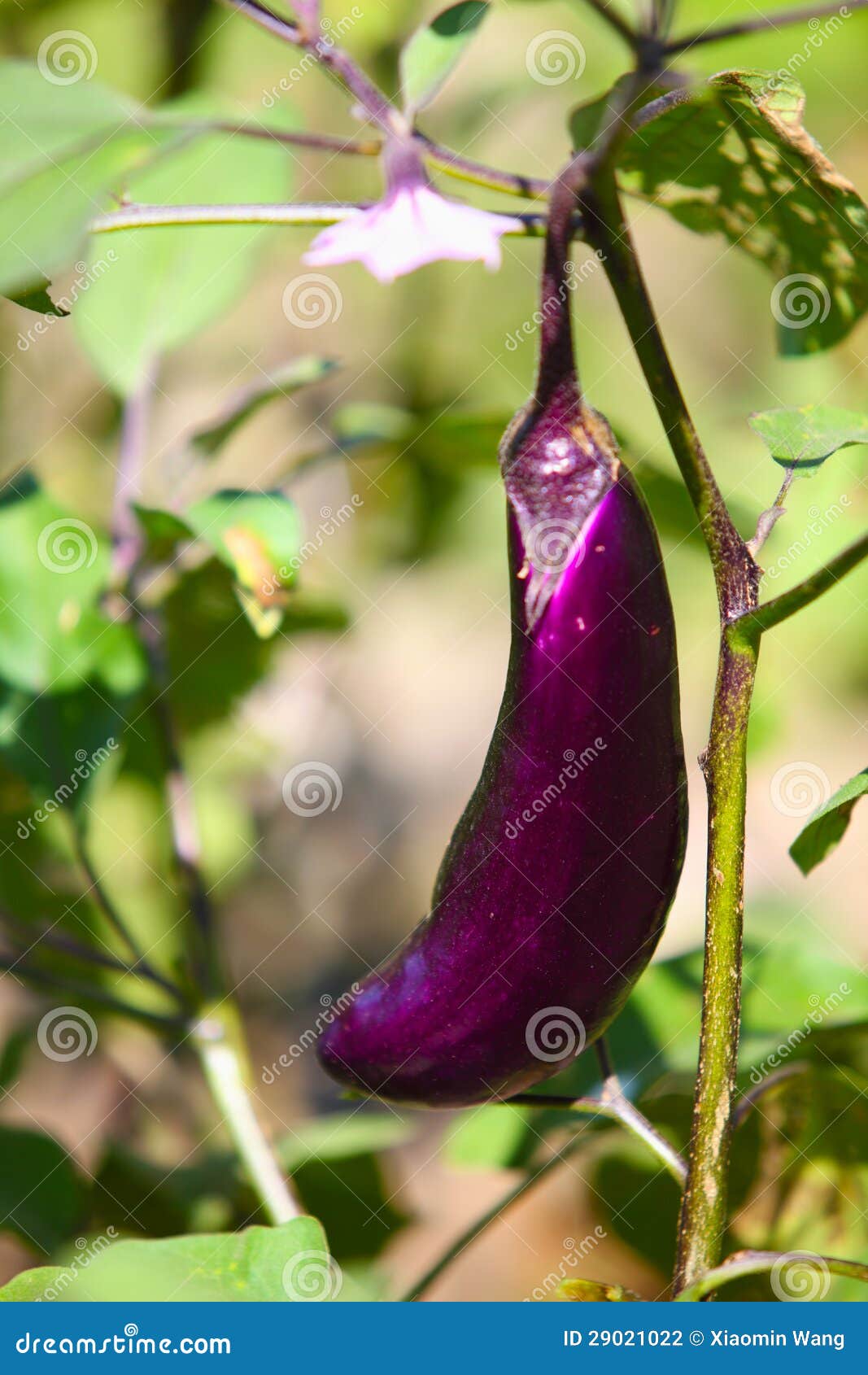 Purple eggplant stock photo. Image of asia, plant, farm 29021022