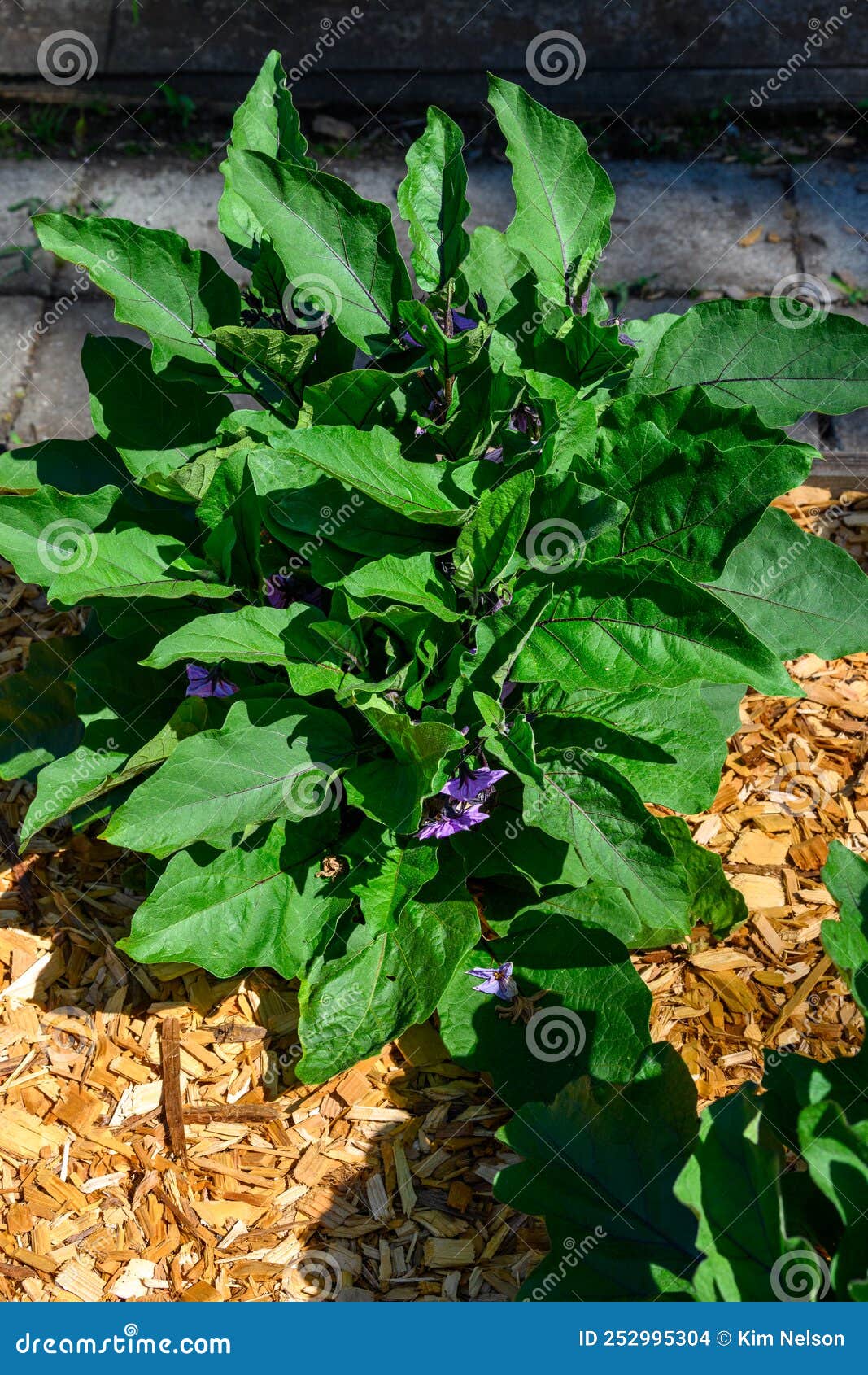 Purple Eggplant Growing in a Kitchen Garden, Healthy Summer Vegetable