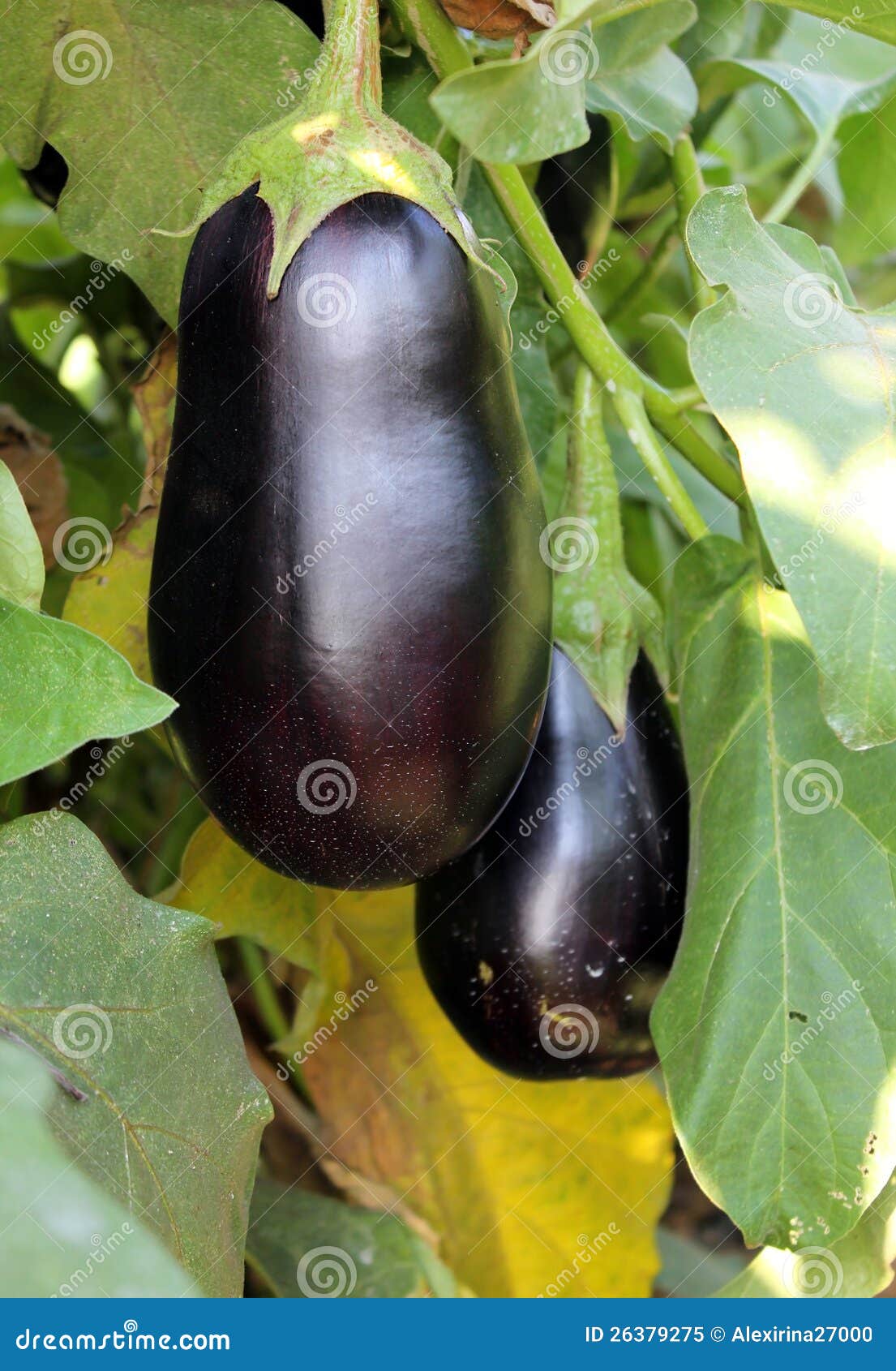 Purple Eggplants Growing on the Bush Stock Image Image of diet