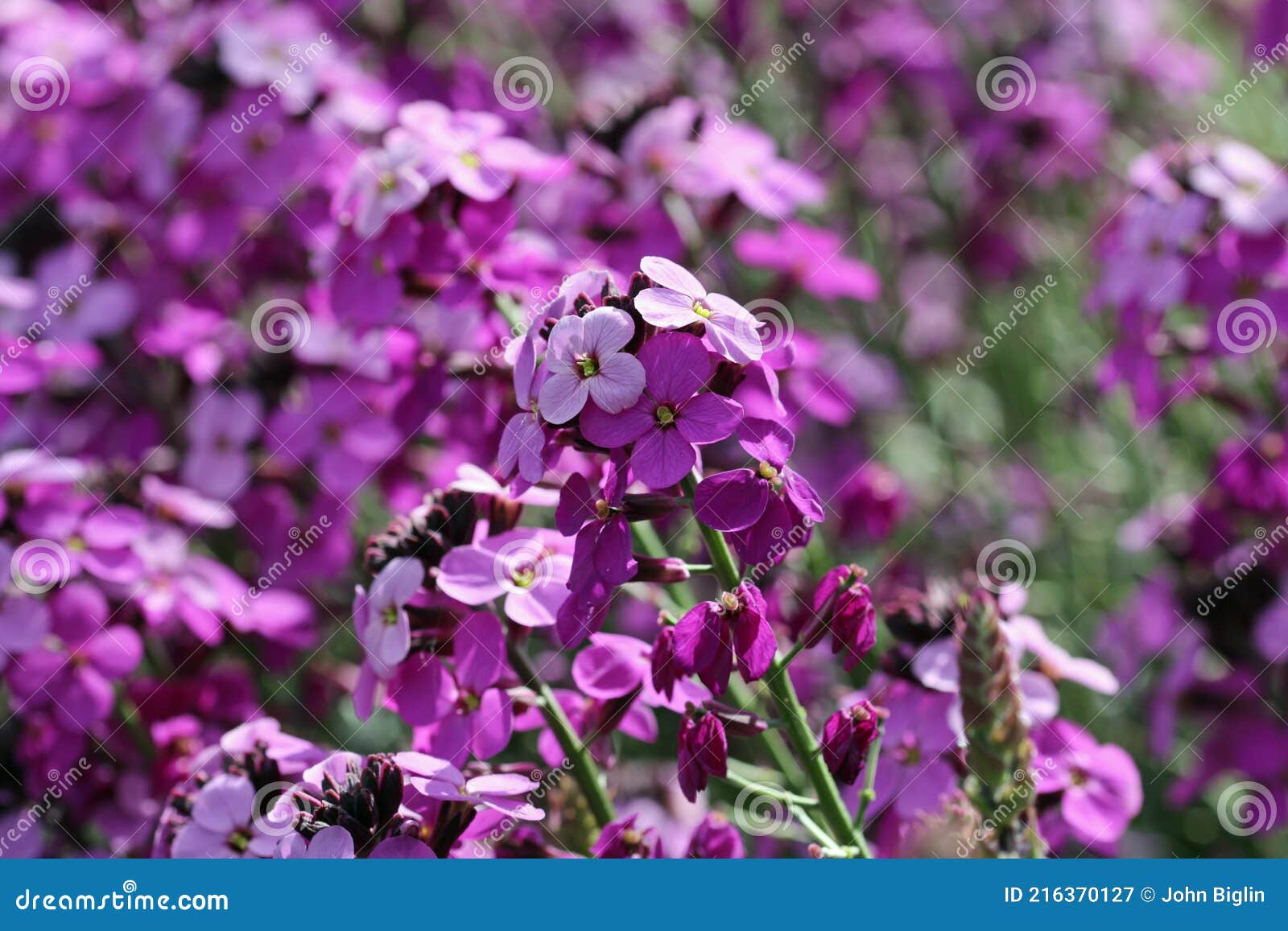 purple everlasting wallflower flower spikes
