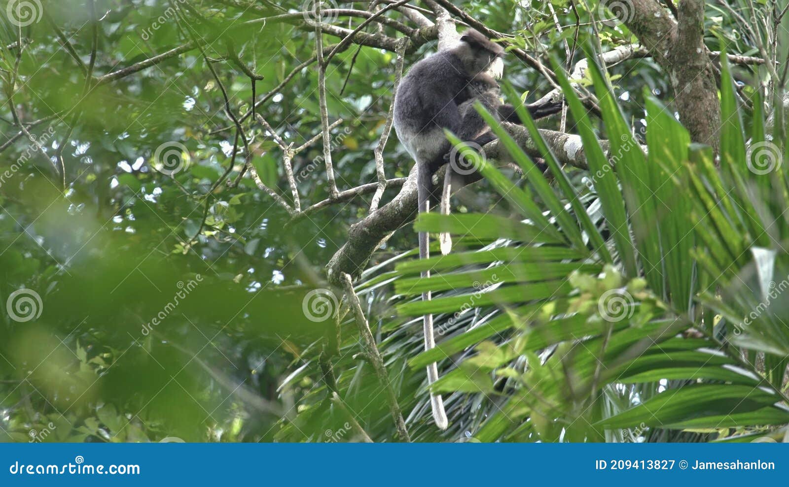 purple-faced langur semnopithecus vetulus aka purple-faced leaf monkey