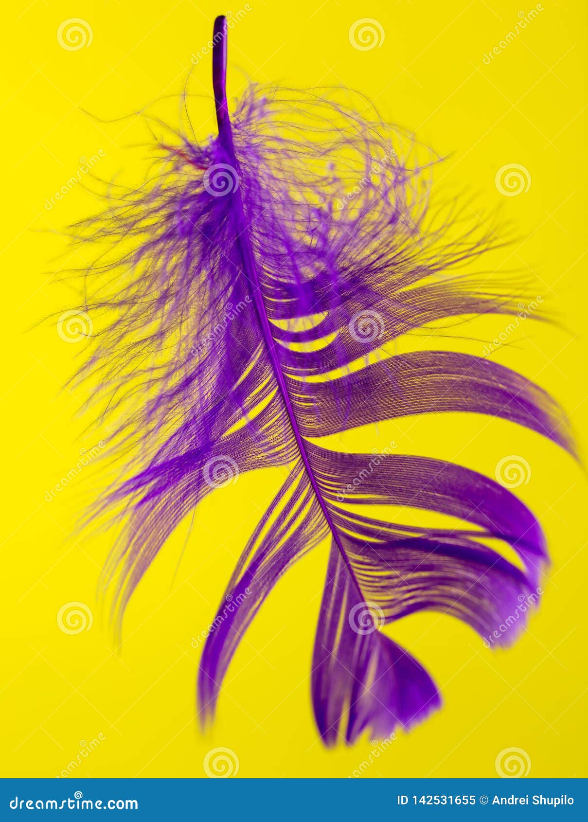 Purple Feather Isolated on Yellow Background Stock Image Image of