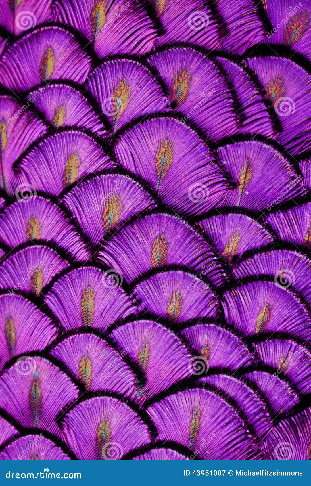 Purple Feathers stock image. Image of wildlife, feathers 43951007