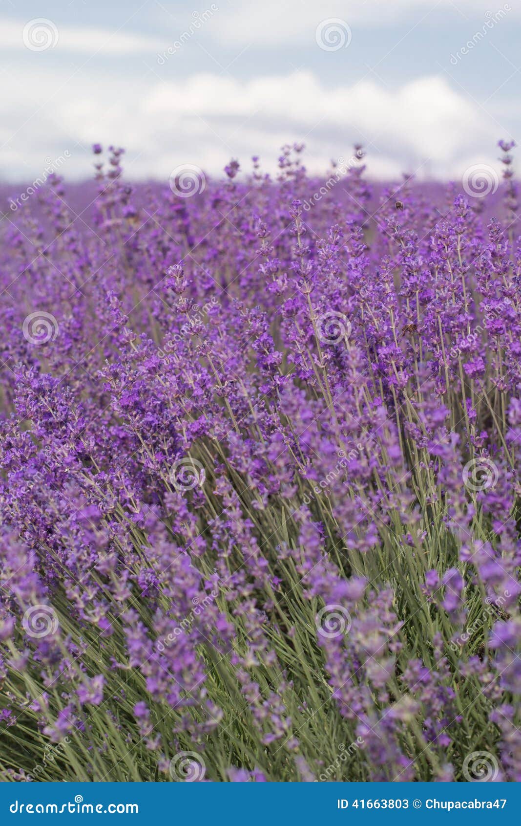 Purple Field of Lavender Flowers Stock Image Image of lavandula