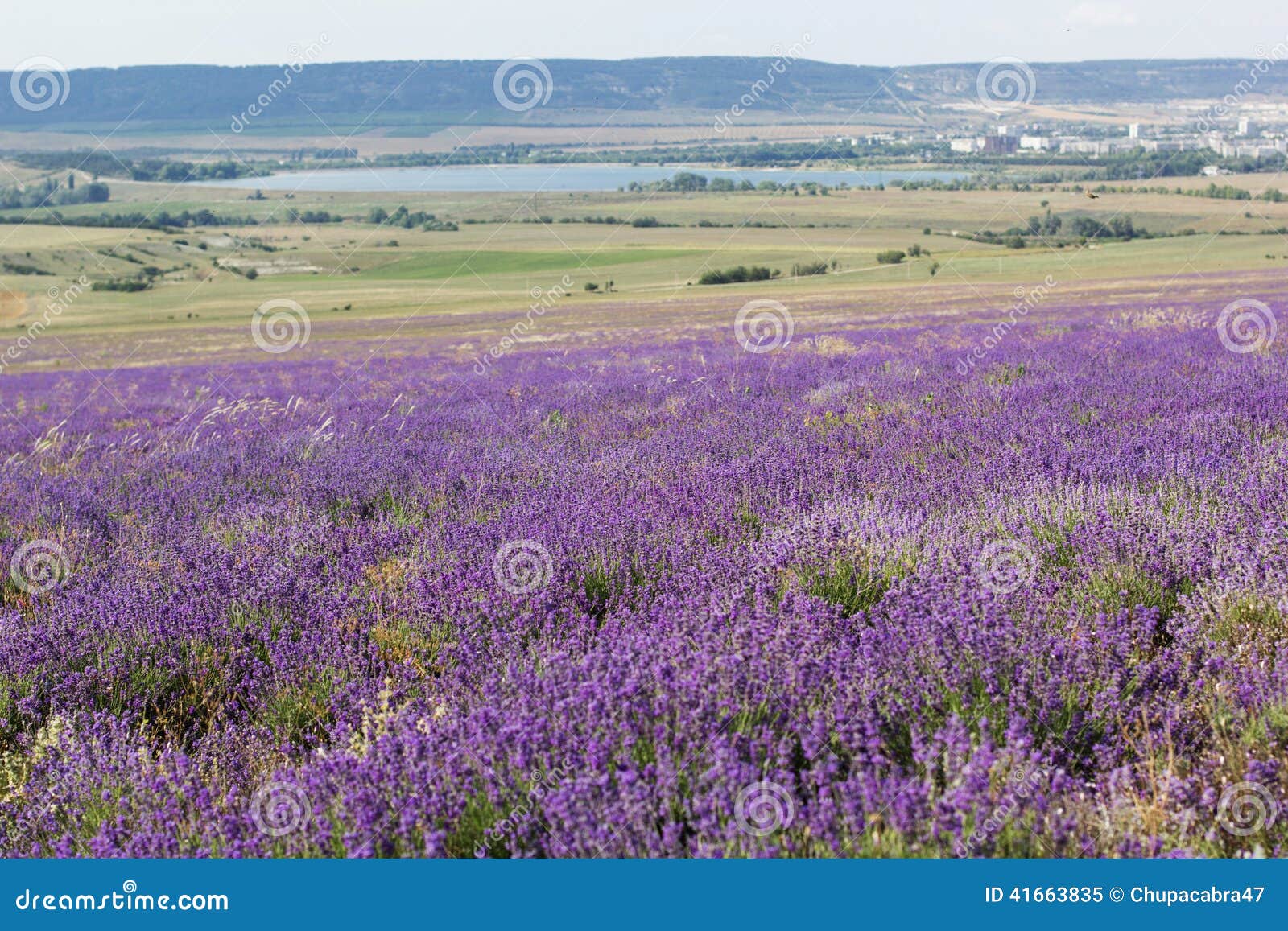 Purple Field of Lavender Flowers Stock Image Image of flora