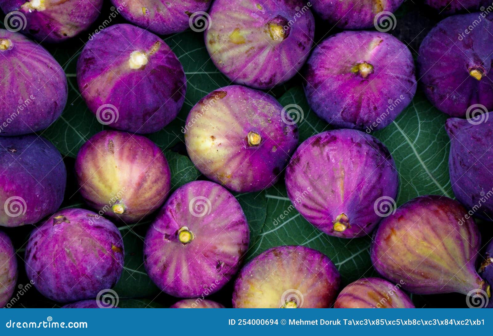 Purple Figs Close Up View on the Leaves Stock Photo Image of