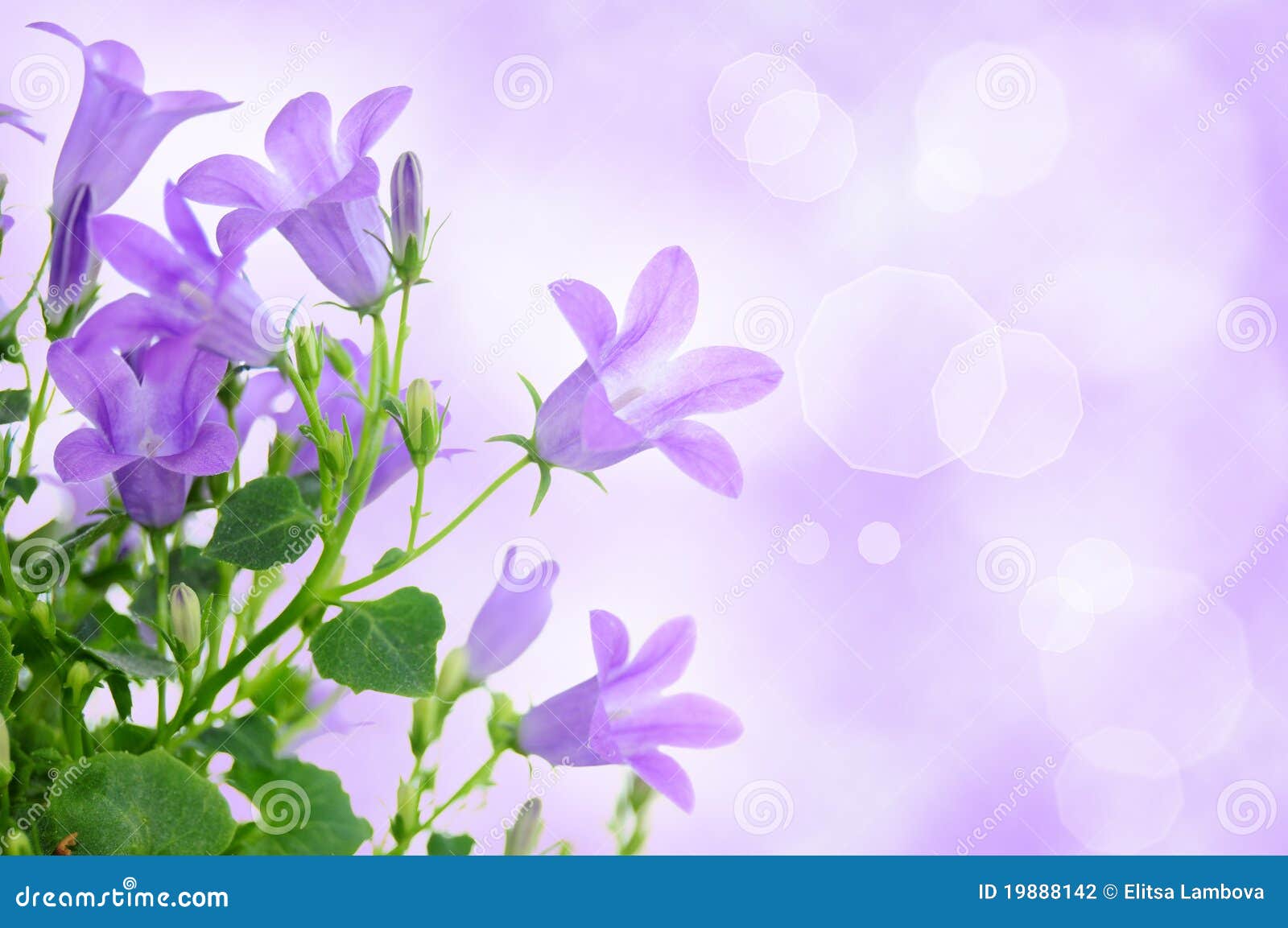 Purple Flower Background Stock Photo Image Of Foliage 19888142