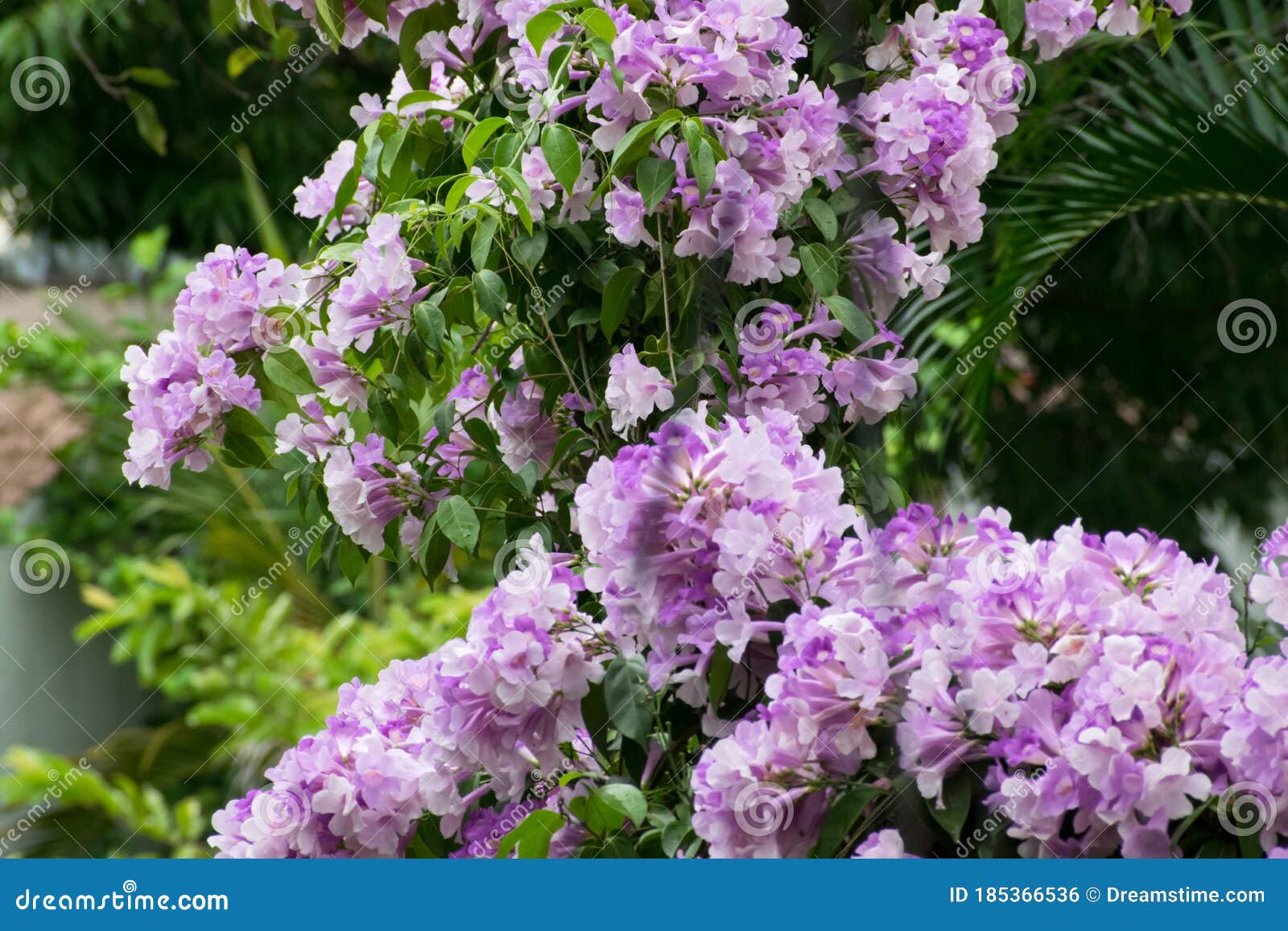 Purple Flower in the Backyard Stock Photo Image of field, daisy