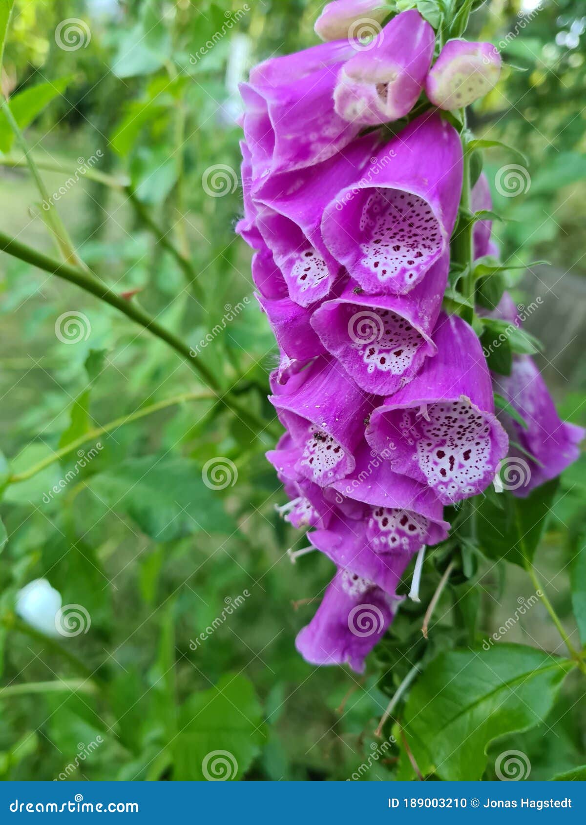 Purple flower in backyard stock photo. Image of nature 189003210
