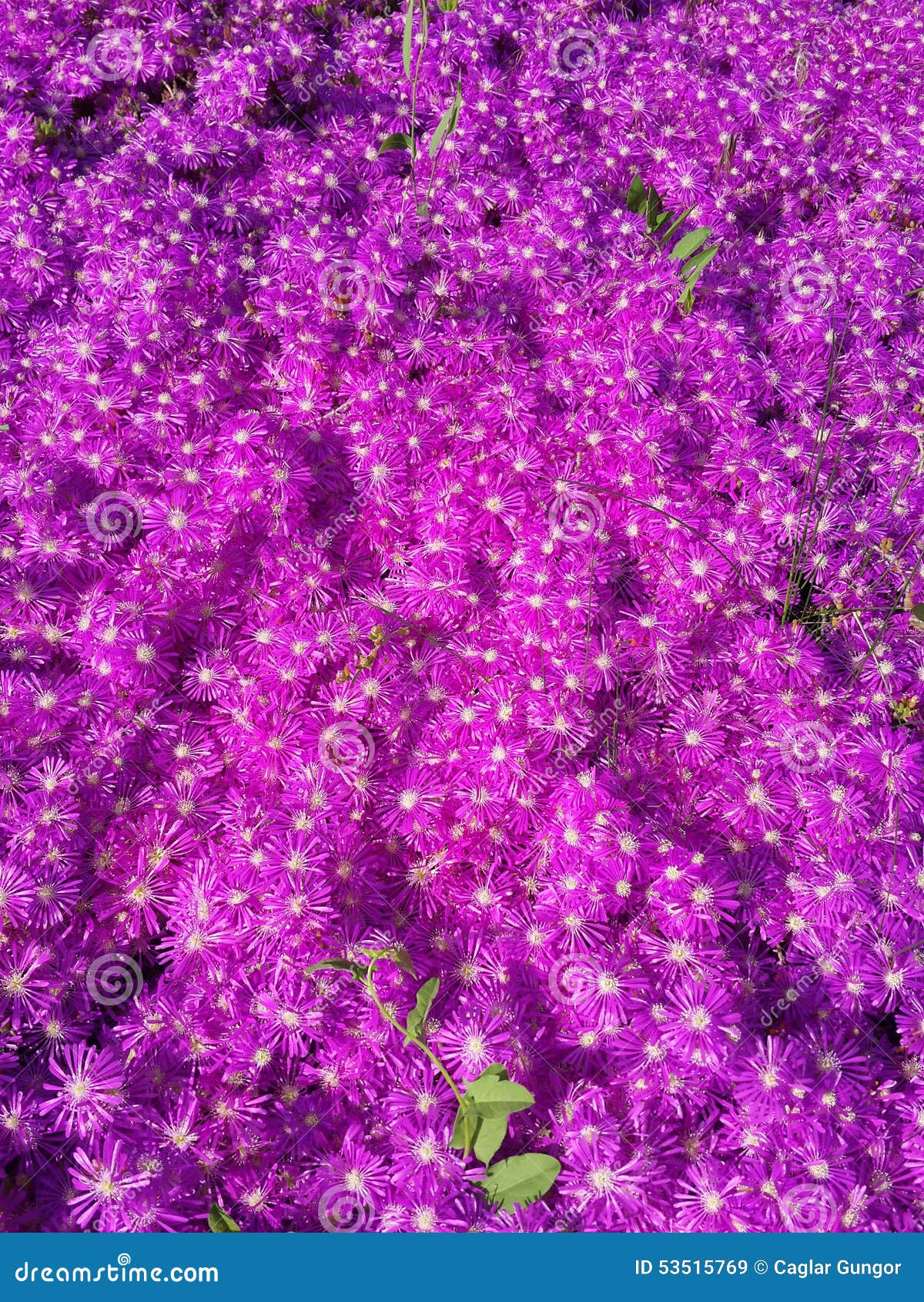 Purple Flower Bed stock image. Image of flowers, flowerbed 53515769