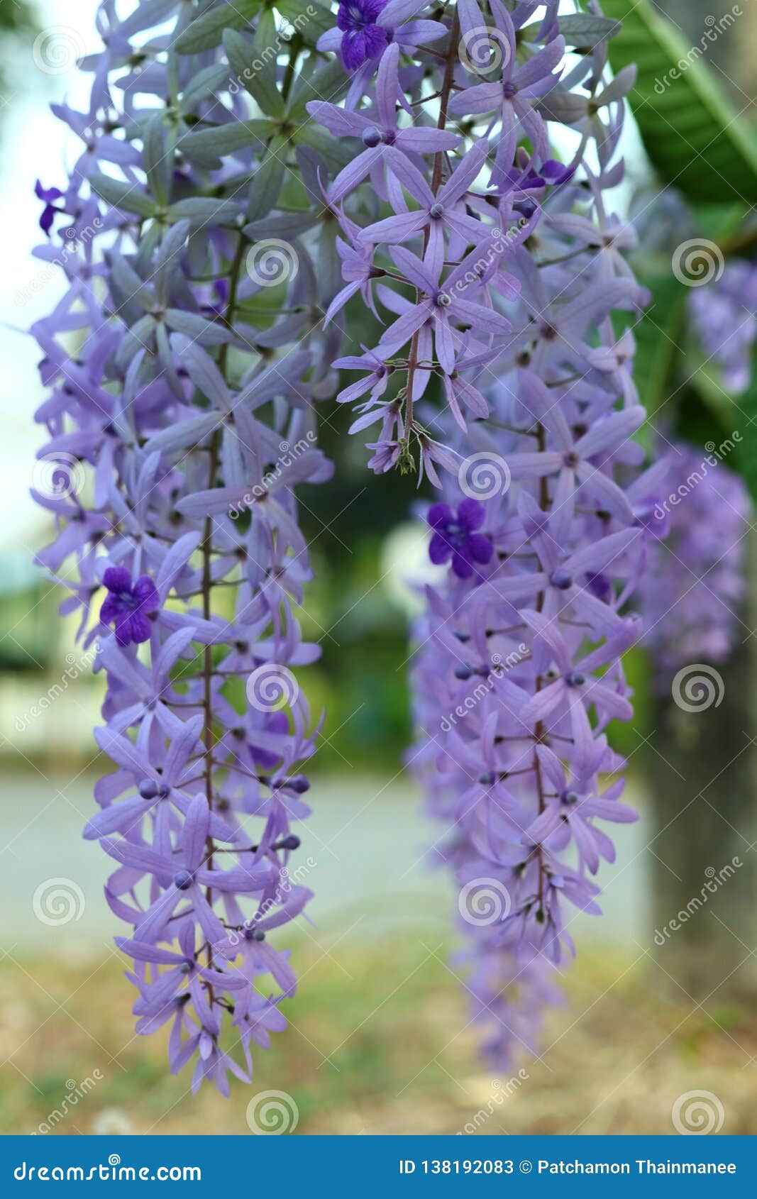 Purple Flower Bunches Tend To Bloom And Bloom At The Same