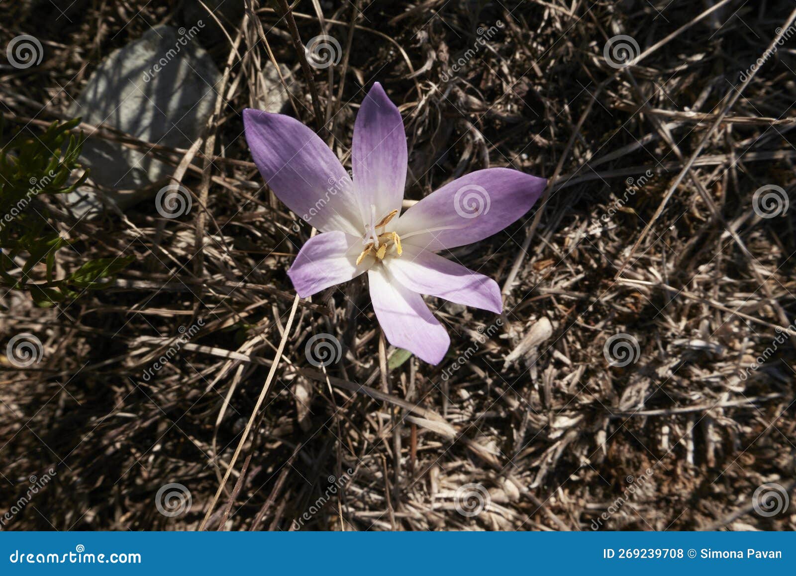 colchium autunnale in bloom