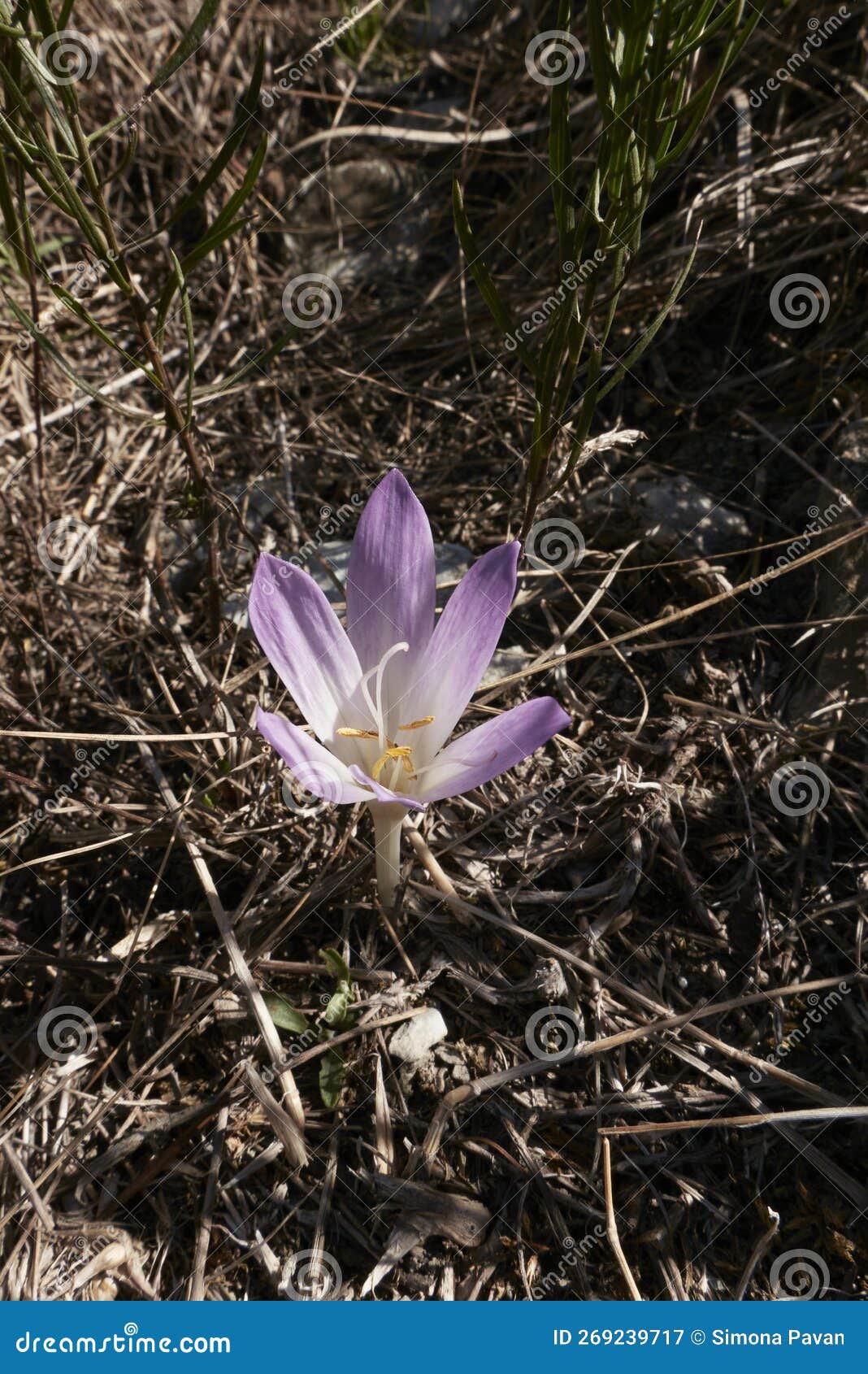 colchium autunnale in bloom