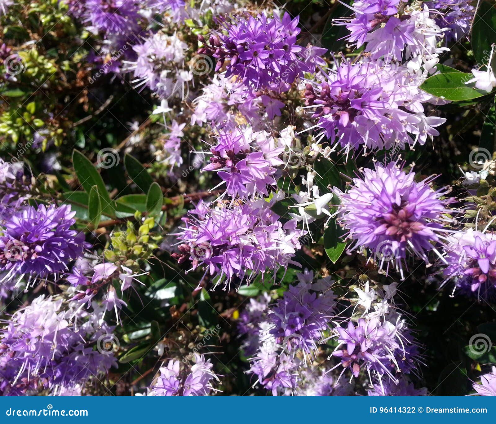 Purple Flower Clusters stock photo. Image of getaway 96414322
